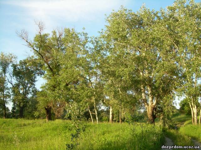 Царичанский р-н.с. Драговка.